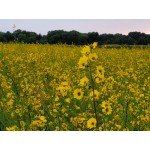 Maximillian Sunflower